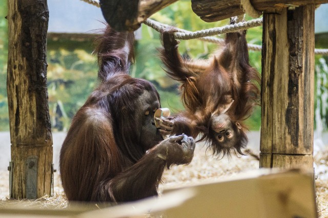2 éves lett az első Magyarországon született borneói orangután!