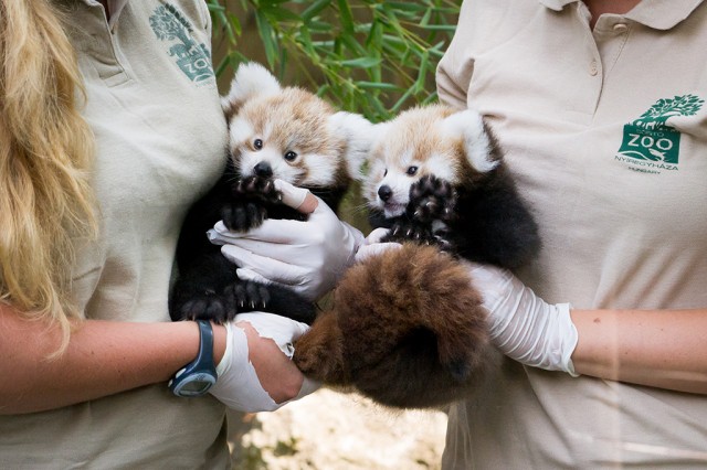 Kis pandák születtek a Nyíregyházi Állatparkban
