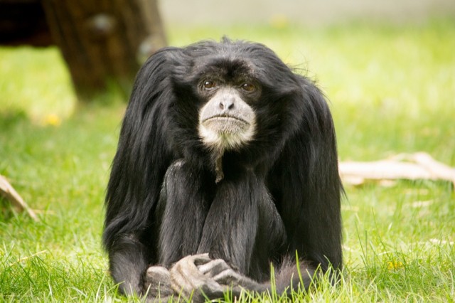 Elpusztult Európa legidősebb sziamangja  Elpusztult Európa legidősebb sziamangja