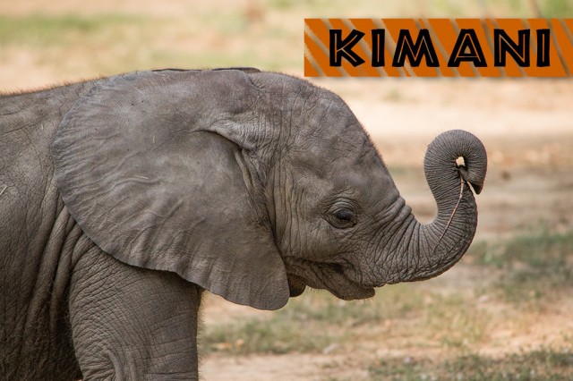 Nevet kapott a Nyíregyházi Állatpark afrikai kiselefántja! 