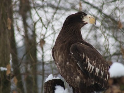 Eagle-nursery at our zoo