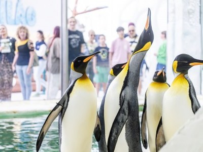 The king penguin colony has grown