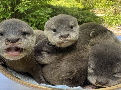 Állatorvosi vizsgálat zajlott a 6 hetes törpevidráknál