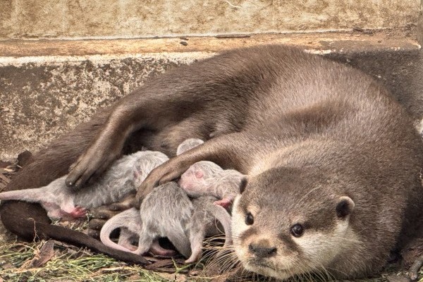 Asian small-clawed otter were born