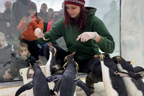 2 sziklaugró pingvinnel gazdagodott a pingvin csapatunk