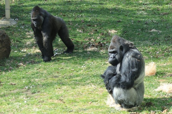 The gorilla family at the Nyíregyháza Zoo has welcomed a new member