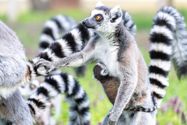 Ring-tailed lemurs were born at our Zoo