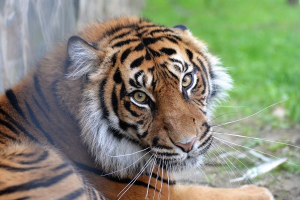 Már látható  a Gio nevű hím szumátrai tigrisünk új párja.