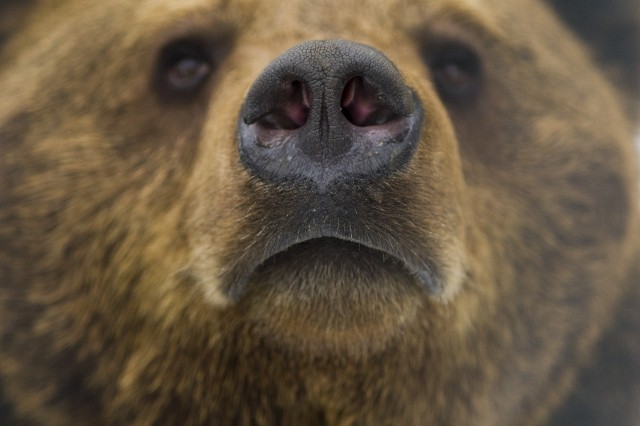 Alszanak a barnamedvék cikk kiemelő képe
