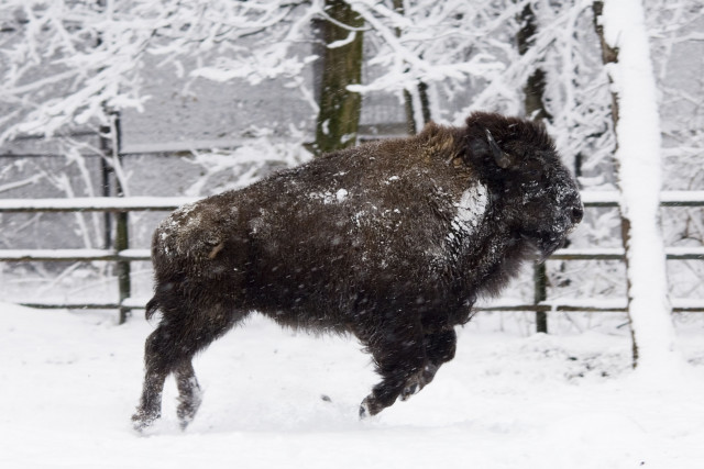 Állatparkunk minden évszakban más és más arcát mutatja cikk kiemelő képe
