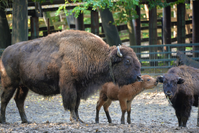 Amerikai bölény született a Nyíregyházi Állatparkban Amerikai bölény született a Nyíregyházi Állatparkban