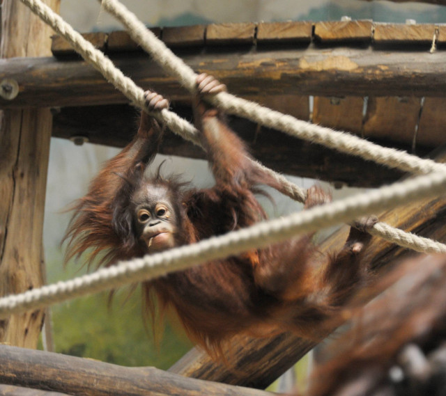 8 éves lett Ruti, az ország első borneói orangután kölyke