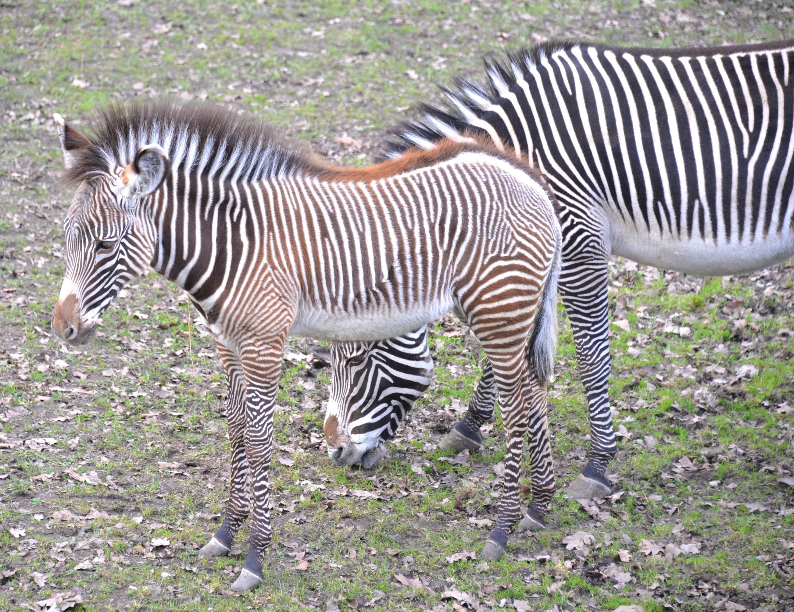 Már láthatóak a ritka Grevy-zebra csikók  cikk kiemelő képe
