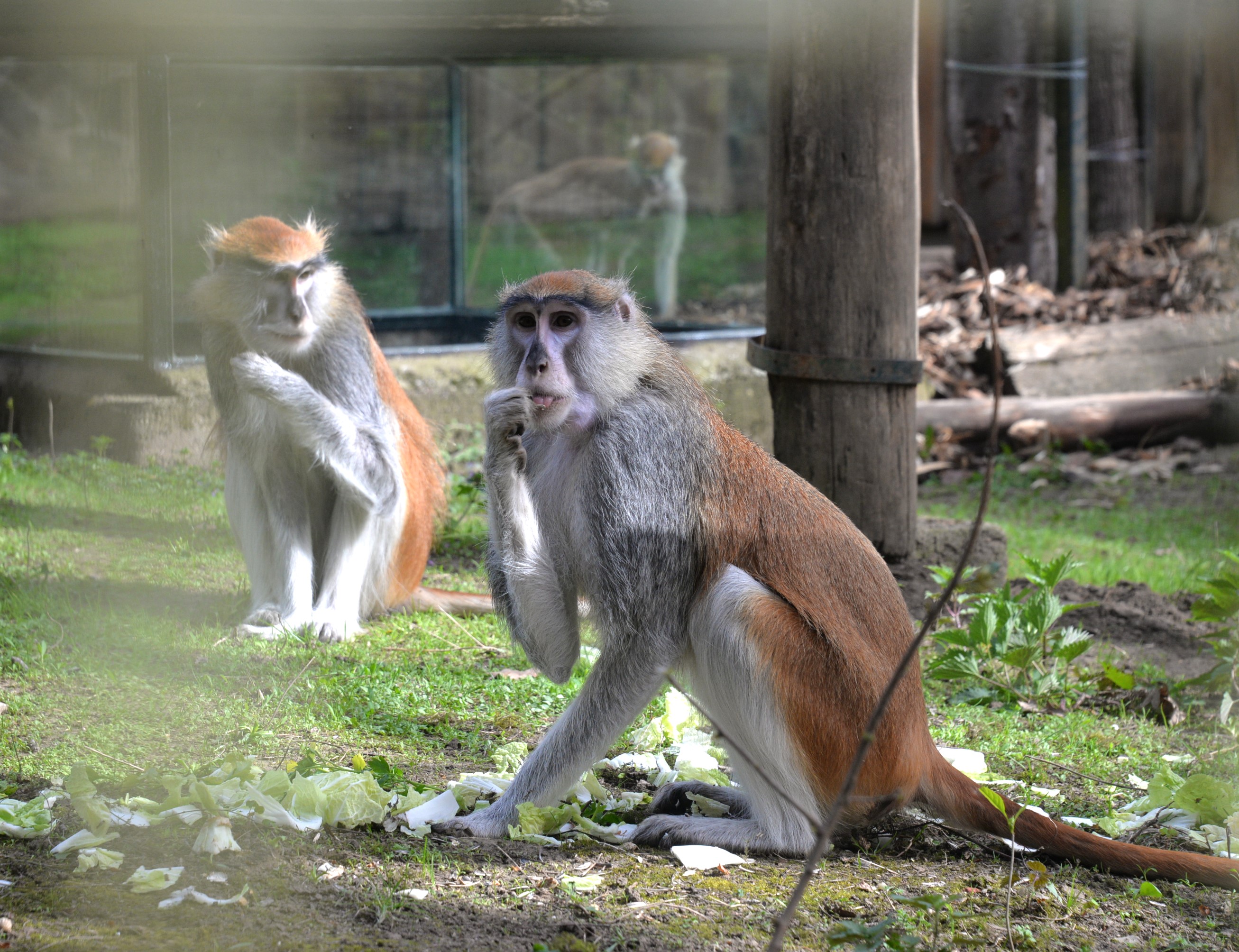 Huszármajmok érkeztek Nyíregyházára Huszármajmok érkeztek Nyíregyházára