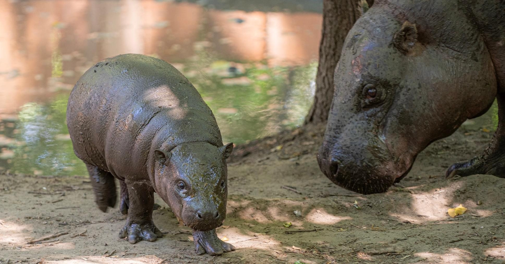 Törpevíziló született Állatparkunkban cikk kiemelő képe