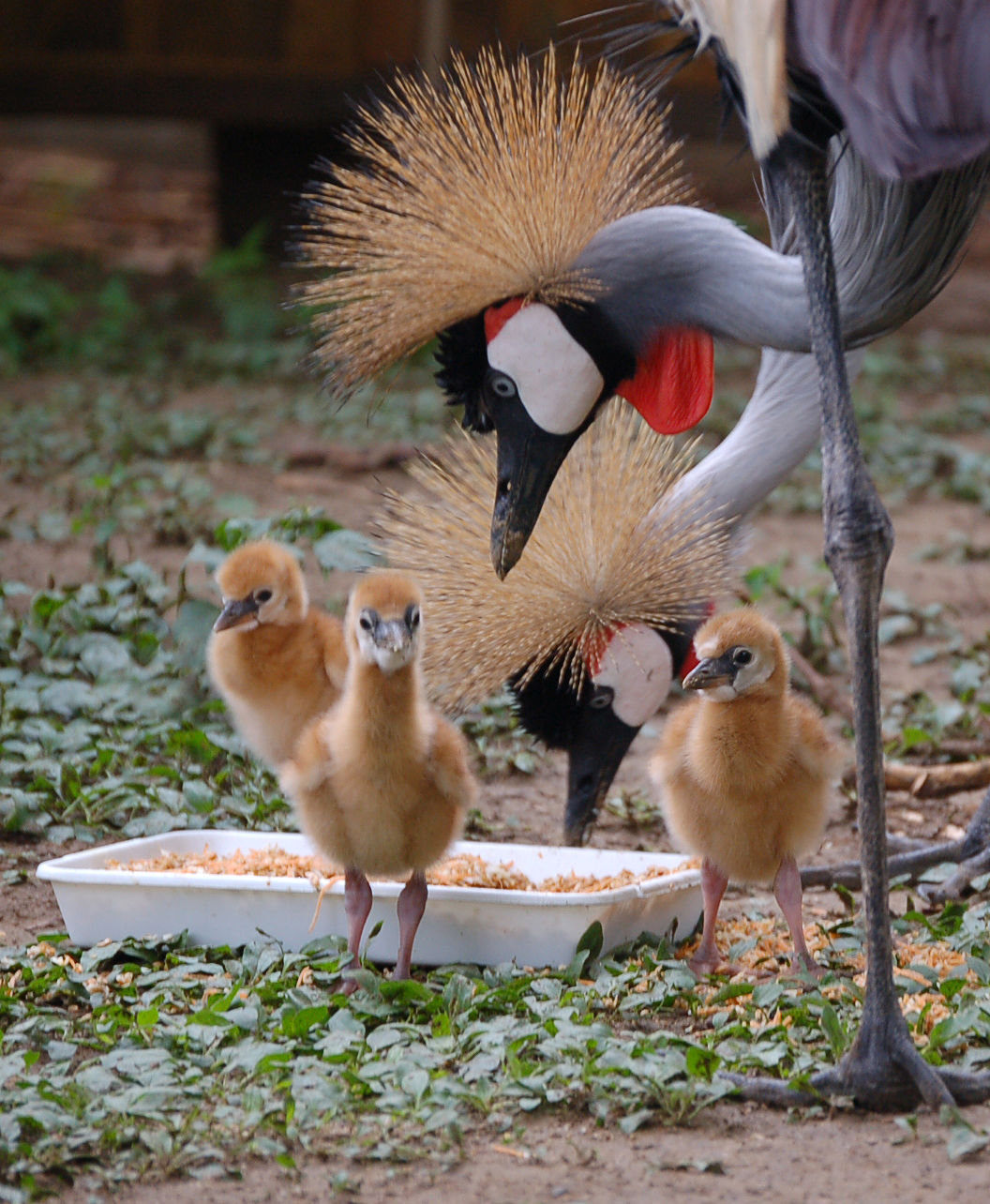 Koronás darvak keltek ki cikk kiemelő képe
