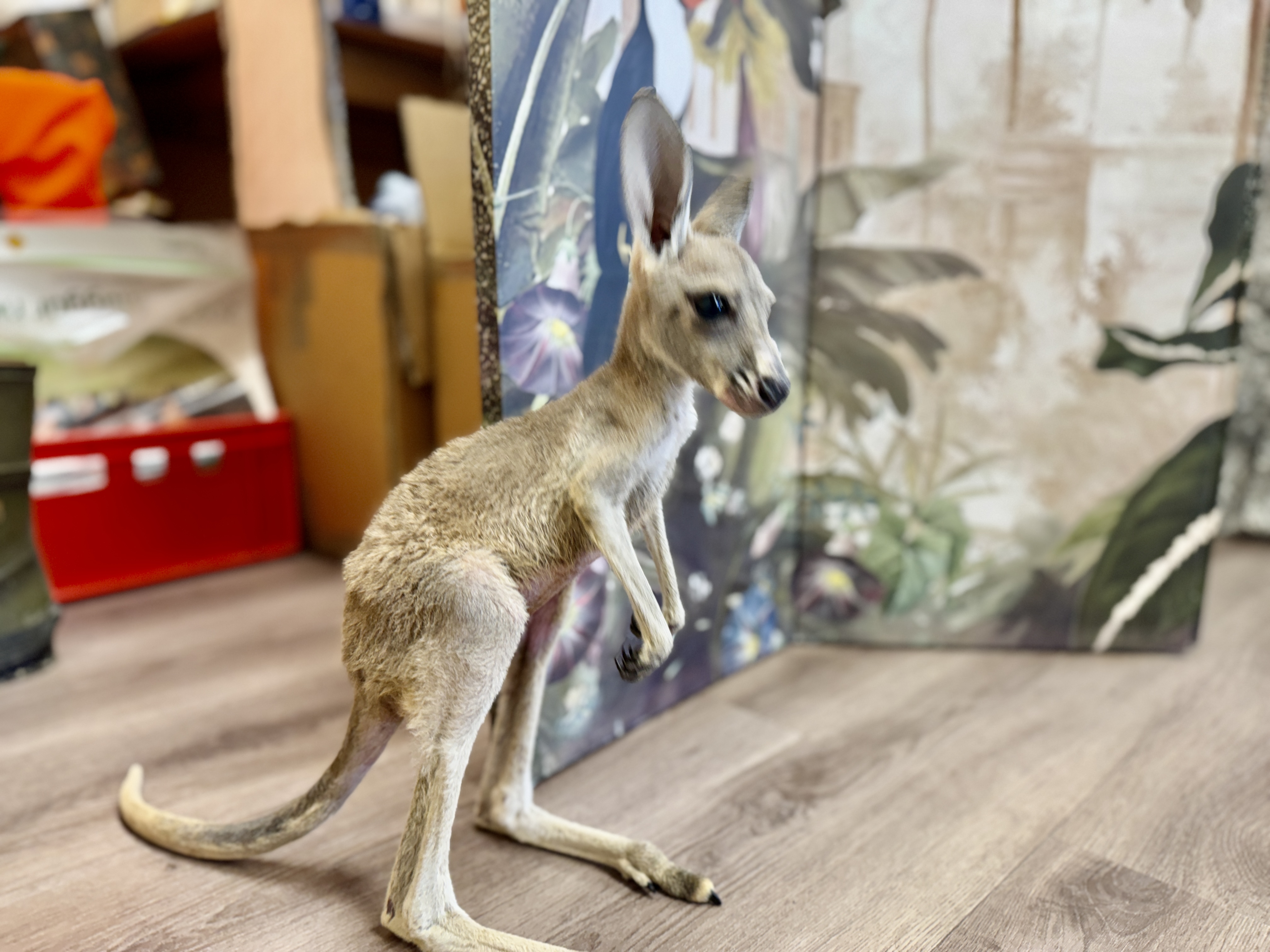 Vörös óriáskengurut nevel csapatunk Vörös óriáskengurut nevel csapatunk