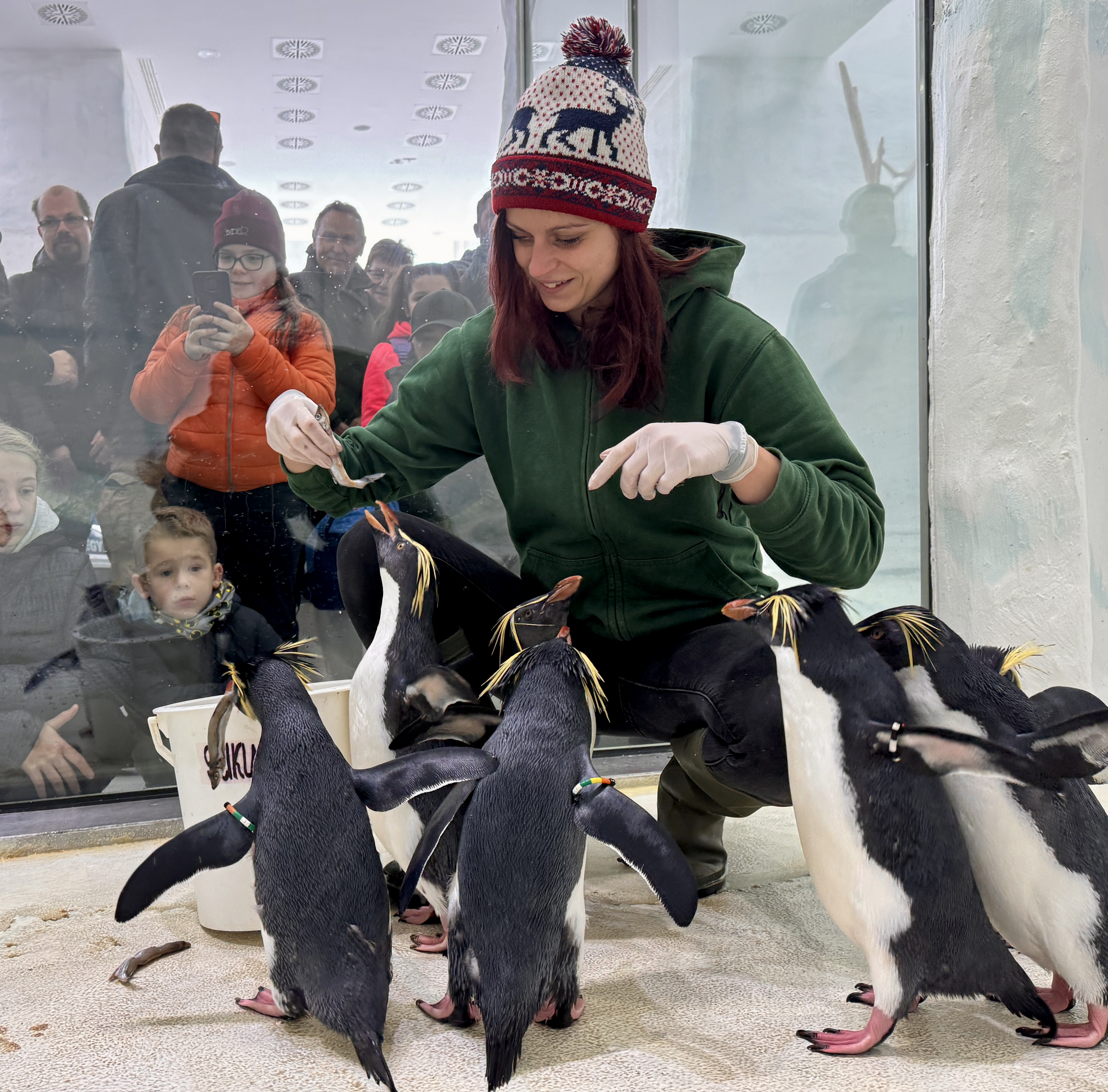 2 sziklaugró pingvinnel gazdagodott a pingvin csapatunk 2 sziklaugró pingvinnel gazdagodott a pingvin csapatunk