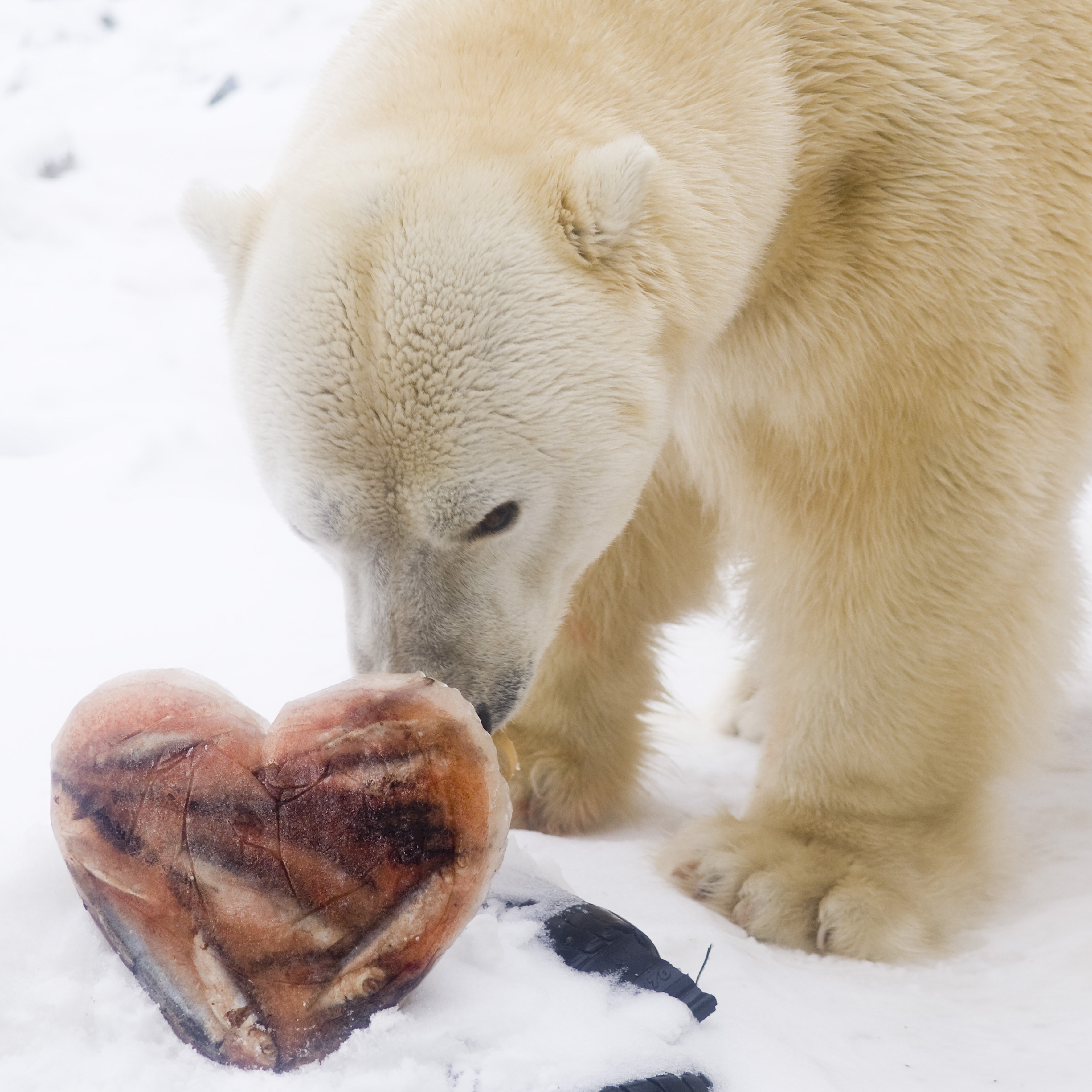 Valentin napi kedvezményes belépés cikk kiemelő képe