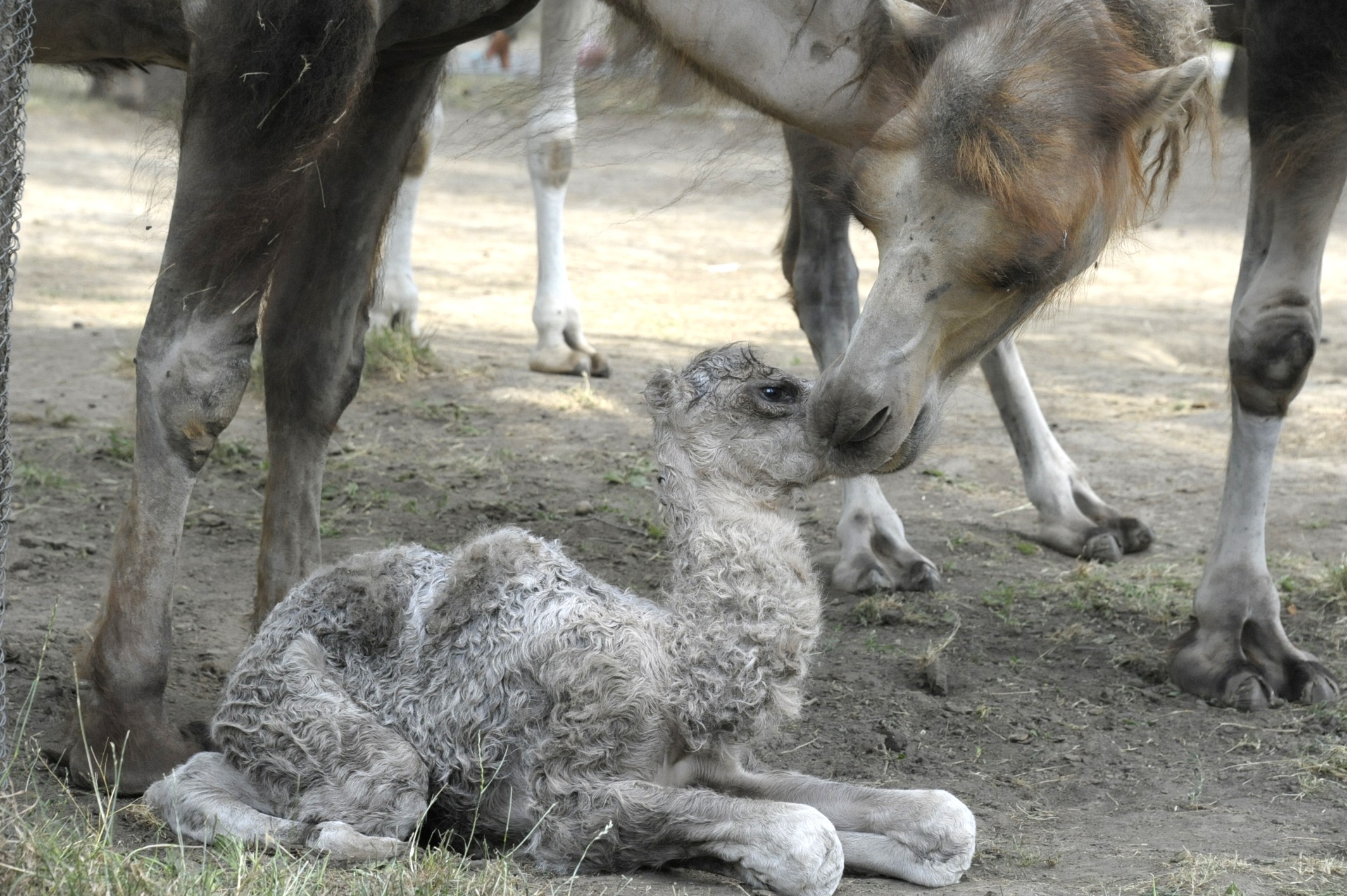 Teve csikó született Állatparkunkban  cikk kiemelő képe