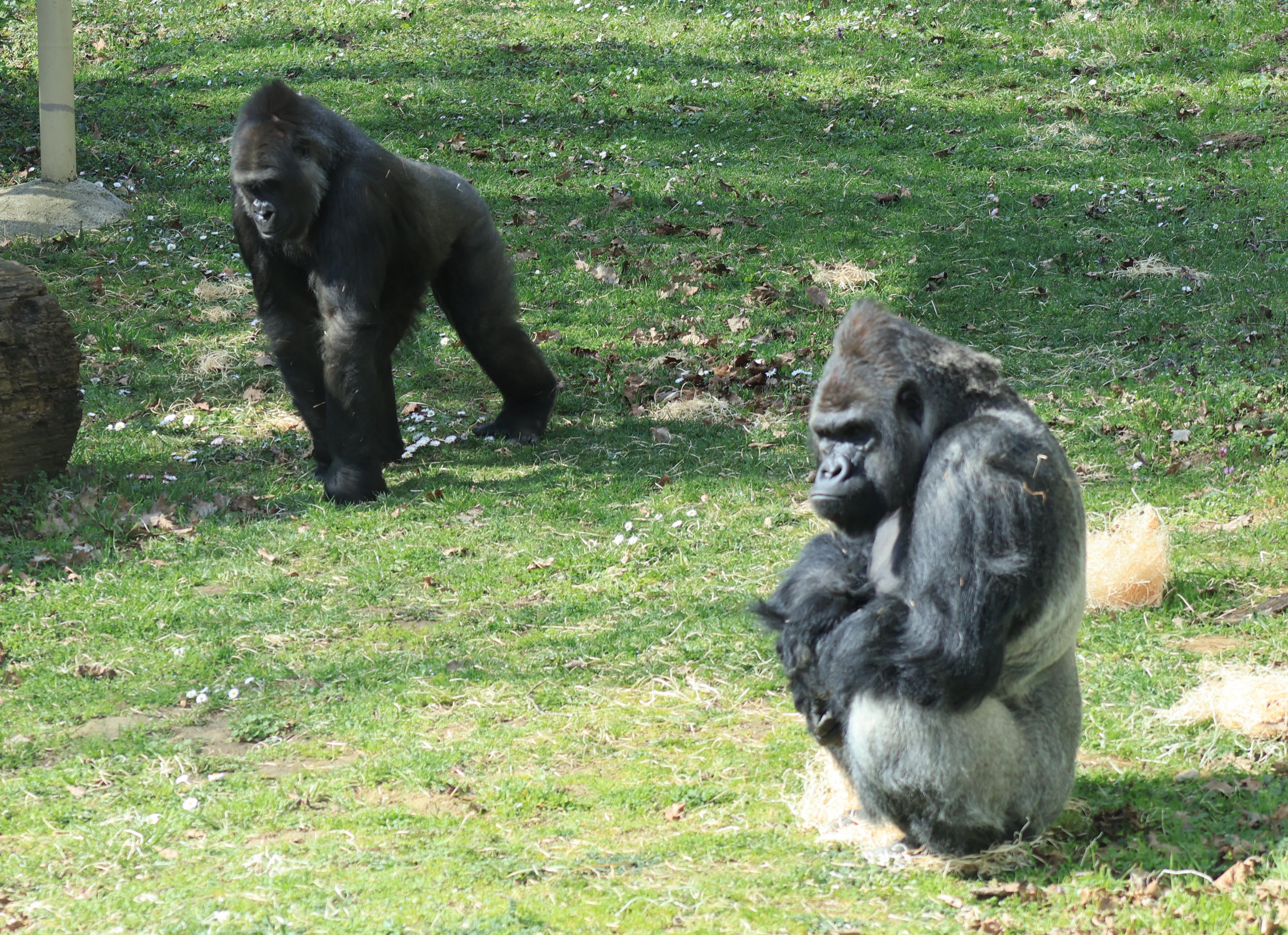 Gorilla nőstény érkezett Állatparkunkba cikk kiemelő képe