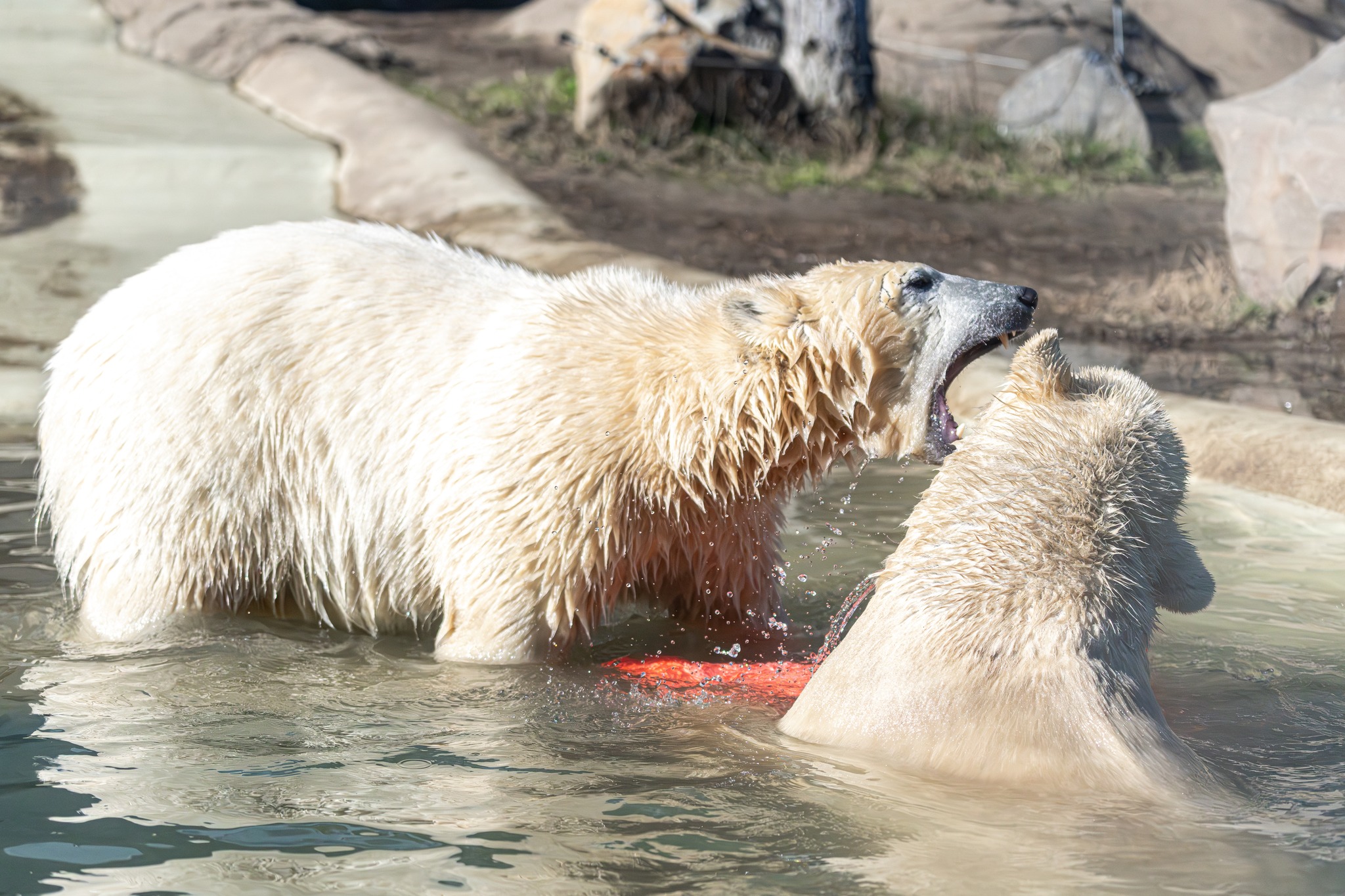 Támogatni szeretnénk a vadon élő jegesmedvéket cikk kiemelő képe