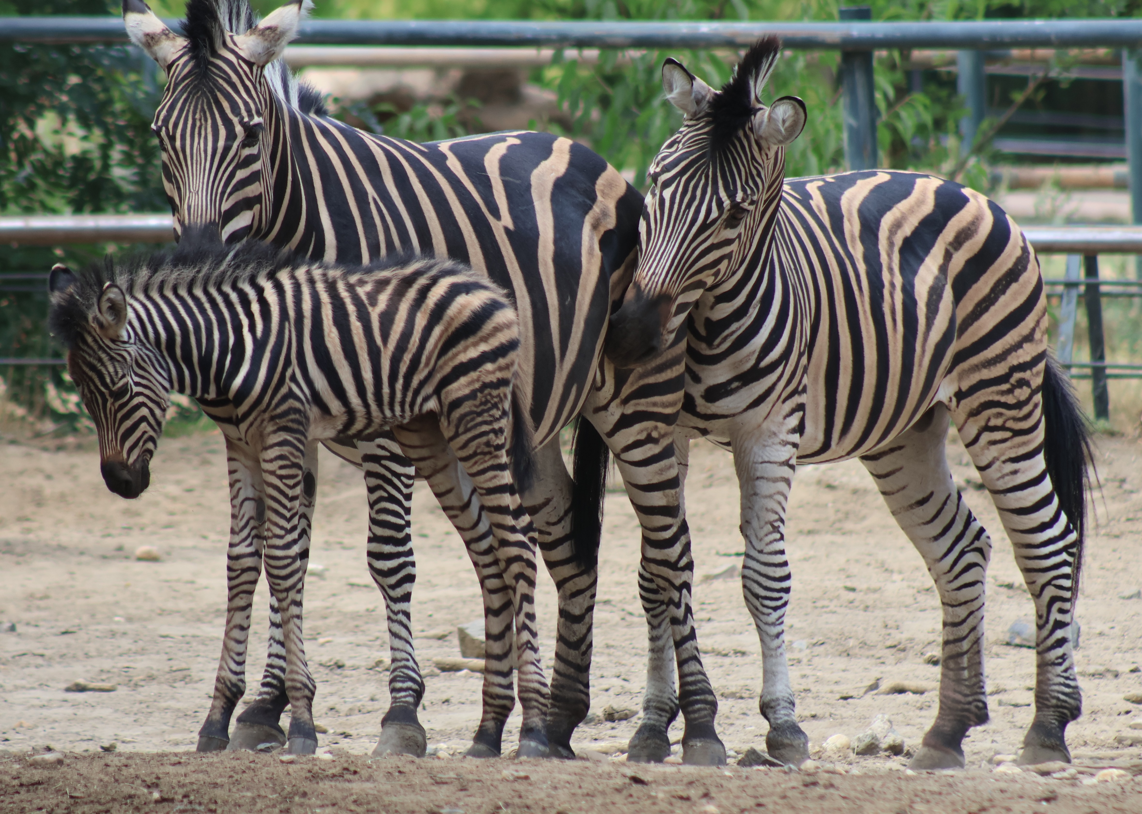 Alföldi zebra született Állatparkunkban  cikk kiemelő képe