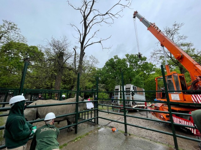 Szélesszájú orrszarvút cserélt a Nyíregyházi Állatpark és a Veszprémi Állatkert