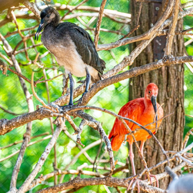Skarlát íbiszek születtek Állatparkunkban