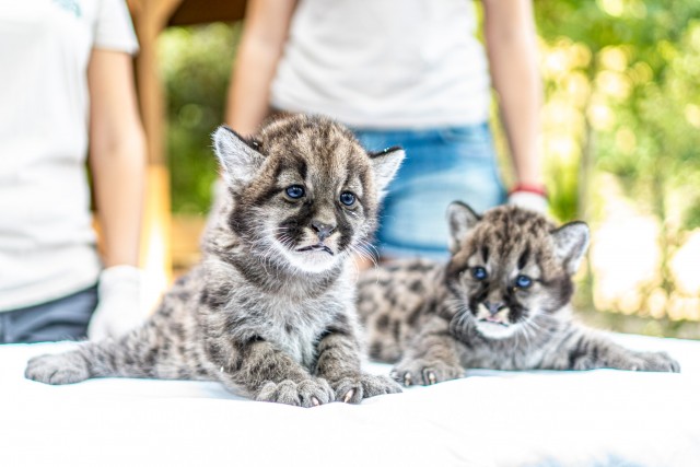 Puma ikrek születtek Állatparkunkban
