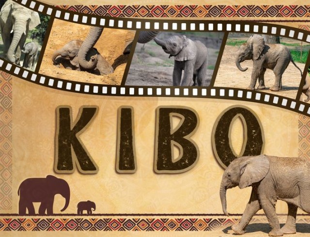 Nevet kapott a kis elefánt