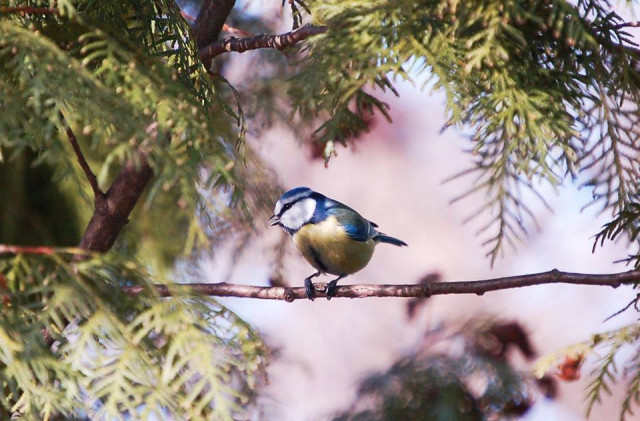 Téli madáretetési tippek