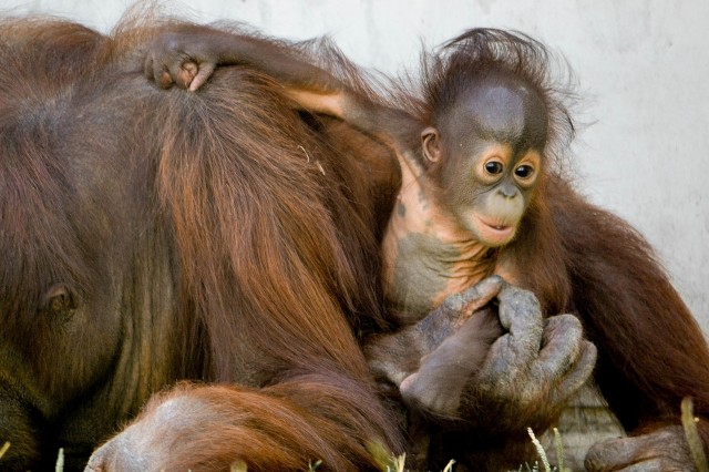 Bőséges volt a szaporulat a 2013-as esztendőben, 63 faj 250 egyede született Állatparkunkban! cikk kiemelő képe