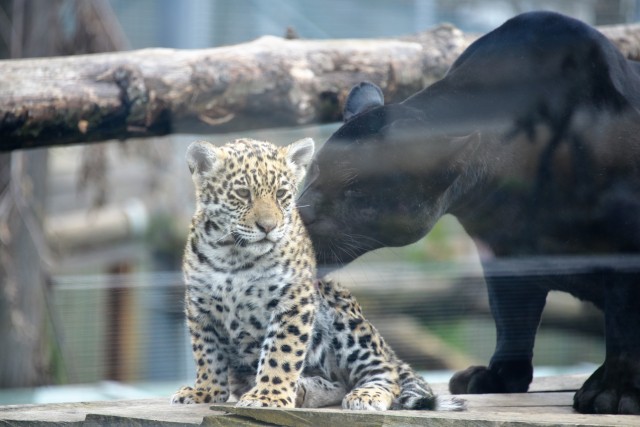 Már ismerkedik a külső kifutóval a jaguár kölyök
