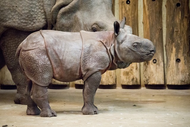 A Föld egyik legritkább állata hozott a világra életképes utódot!  