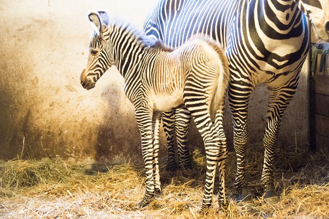Megszületett a Nyíregyházi Állatpark idei első állatbébije