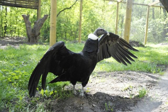 Kondorkeselyű érkezett Állatparkunkba! cikk kiemelő képe