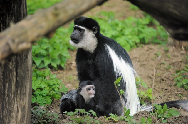 Már látható a 3 hónapos gereza bébi Állatparkunkban cikk kiemelő képe
