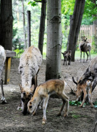 1 hét alatt 5 rénszarvas borjú látott napvilágot cikk kiemelő képe