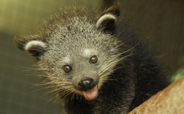 Váratlan szaporulat a binturongnál! cikk kiemelő képe