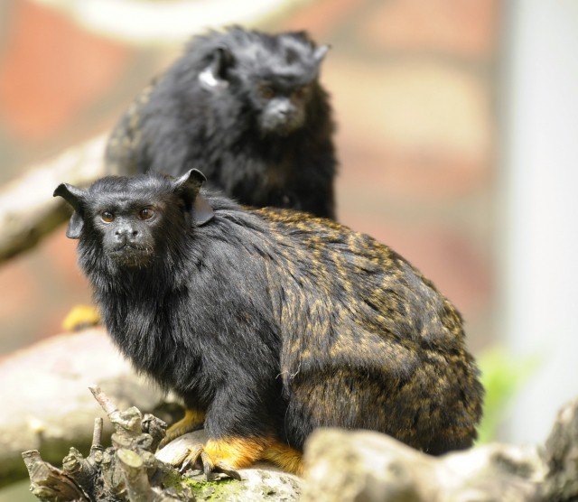 Aranykezű tamarinokkal gazdagodott a karmosmajom gyűjtemény