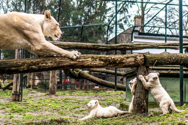 Három fehér oroszlán született  Állatparkunkban.  cikk kiemelő képe