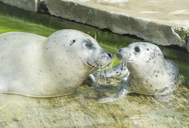 Újabb állatkerti szenzáció Nyíregyházán!  cikk kiemelő képe