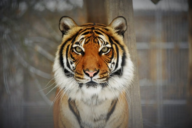 Állatok végveszélyben I. rész cikk kiemelő képe