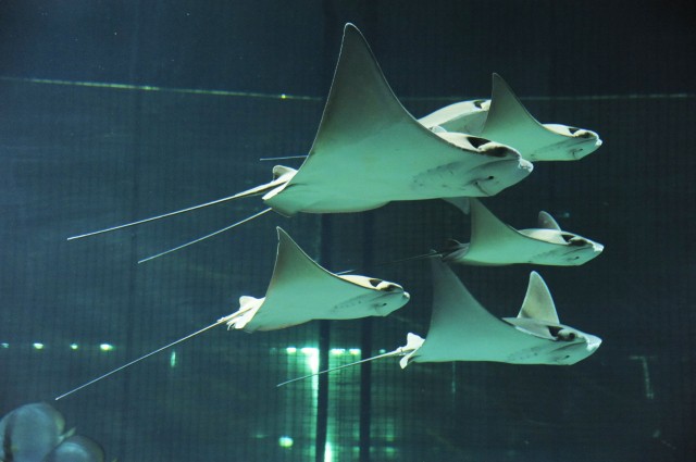 Különleges rája raj az Állatparkban! cikk kiemelő képe