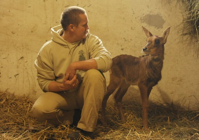 Fekete lóantilop (Hippotragus niger) született Állatparkunkban. cikk kiemelő képe