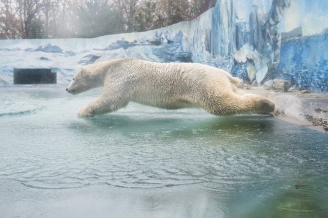 Megérkezett Fiete, az új jegesmedve fiú! 