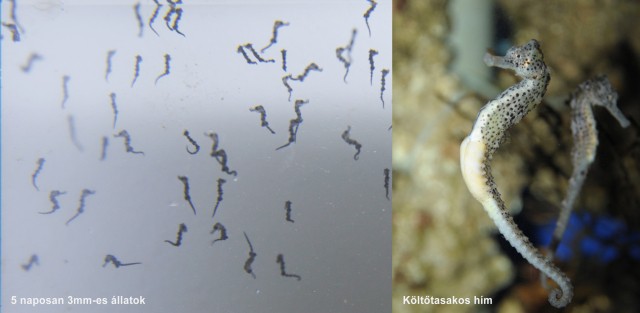 Hosszúorrú csikóhalak  (Hippocampus reidi) keltek ki Állatparkunk Ócenáriumában! cikk kiemelő képe