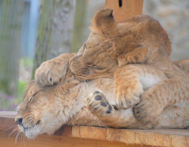 Már látogatóink is megtekinthetik Mázlit, az Ukrajnából mentett kis oroszlánt