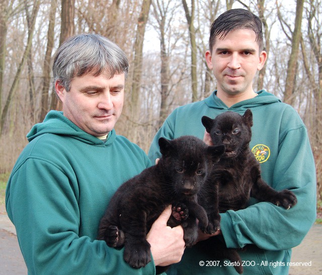 6 hetesek a Nyíregyházi Állatpark jaguárkölykei! cikk kiemelő képe